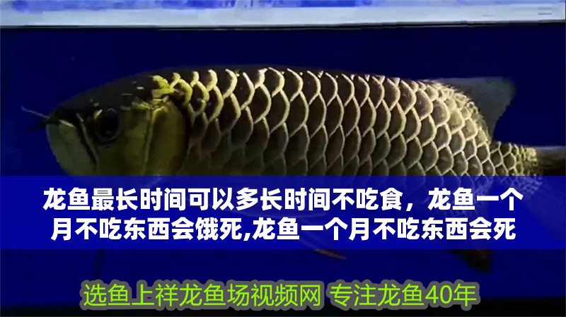 龍魚最長時間可以多長時間不吃食，龍魚一個月不吃東西會餓死,龍魚一個月不吃東西會死