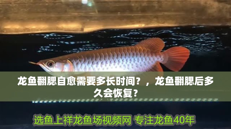 龍魚翻腮自愈需要多長時間？，龍魚翻腮后多久會恢復？