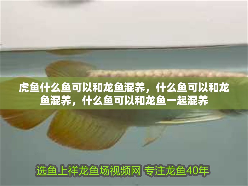 虎魚什么魚可以和龍魚混養(yǎng)，什么魚可以和龍魚混養(yǎng)，什么魚可以和龍魚一起混養(yǎng)