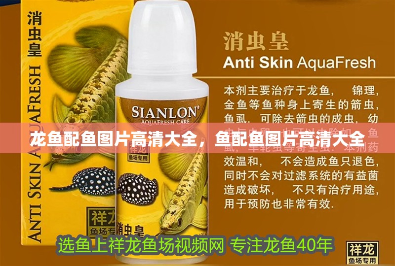 龍魚配魚圖片高清大全，魚配魚圖片高清大全