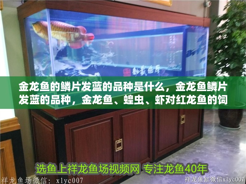 金龍魚的鱗片發藍的品種是什么，金龍魚鱗片發藍的品種，金龍魚、蝗蟲、蝦對紅龍魚的飼養金龍魚的發色生長速度