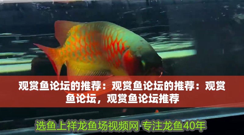 觀賞魚論壇的推薦：觀賞魚論壇的推薦：觀賞魚論壇，觀賞魚論壇推薦