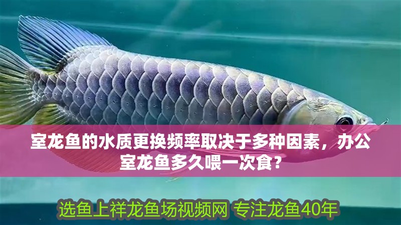 室龍魚的水質更換頻率取決于多種因素，辦公室龍魚多久喂一次食？