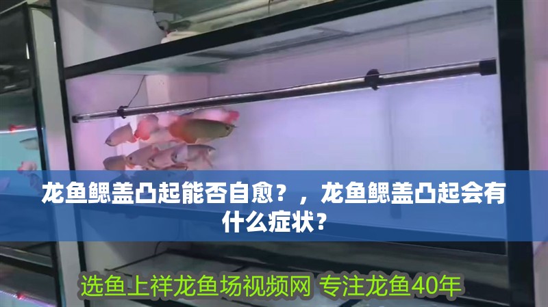 龍魚鰓蓋凸起能否自愈？，龍魚鰓蓋凸起會有什么癥狀？