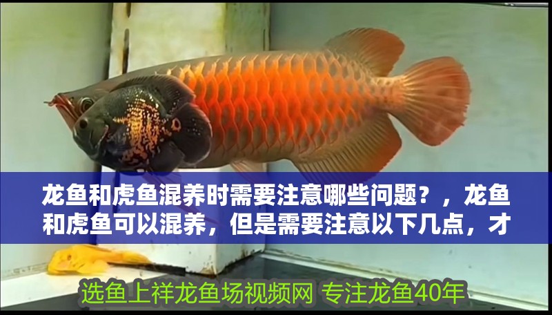 龍魚和虎魚混養時需要注意哪些問題？，龍魚和虎魚可以混養，但是需要注意以下幾點，才能讓它們和諧共處