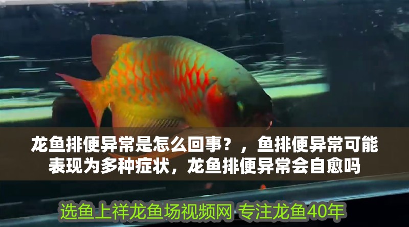 龍魚排便異常是怎么回事？，魚排便異常可能表現為多種癥狀，龍魚排便異常會自愈嗎