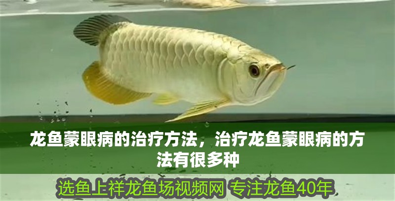 龍魚蒙眼病的治療方法，治療龍魚蒙眼病的方法有很多種