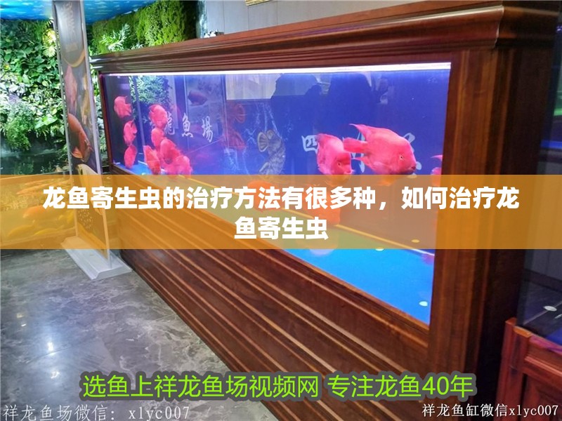 龍魚寄生蟲的治療方法有很多種，如何治療龍魚寄生蟲