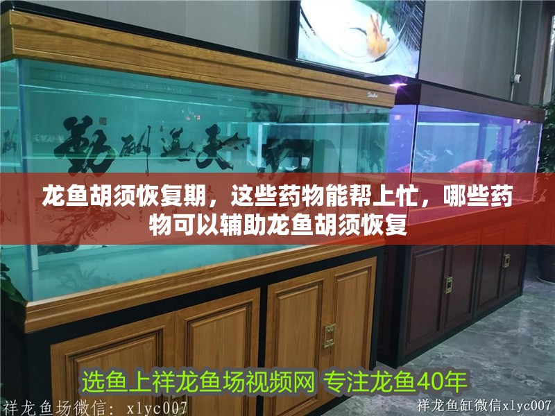 龍魚胡須恢復期，這些藥物能幫上忙，哪些藥物可以輔助龍魚胡須恢復