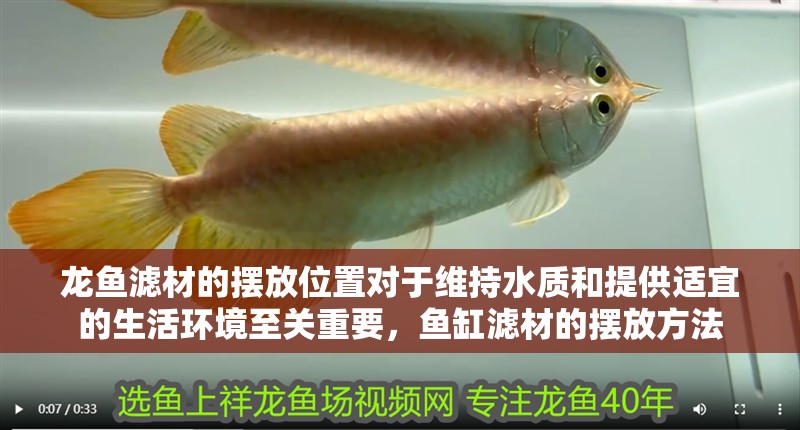 龍魚濾材的擺放位置對于維持水質(zhì)和提供適宜的生活環(huán)境至關(guān)重要，魚缸濾材的擺放方法