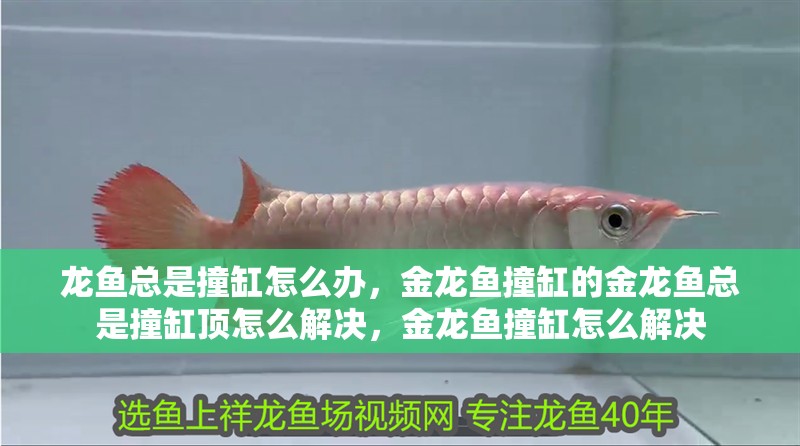 龍魚總是撞缸怎么辦，金龍魚撞缸的金龍魚總是撞缸頂怎么解決，金龍魚撞缸怎么解決