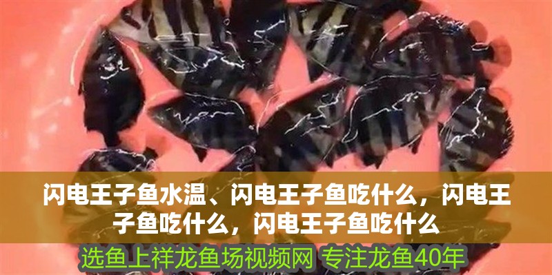 閃電王子魚水溫、閃電王子魚吃什么，閃電王子魚吃什么，閃電王子魚吃什么