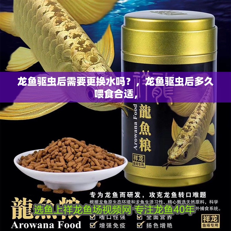 龍魚驅蟲后需要更換水嗎？，龍魚驅蟲后多久喂食合適，