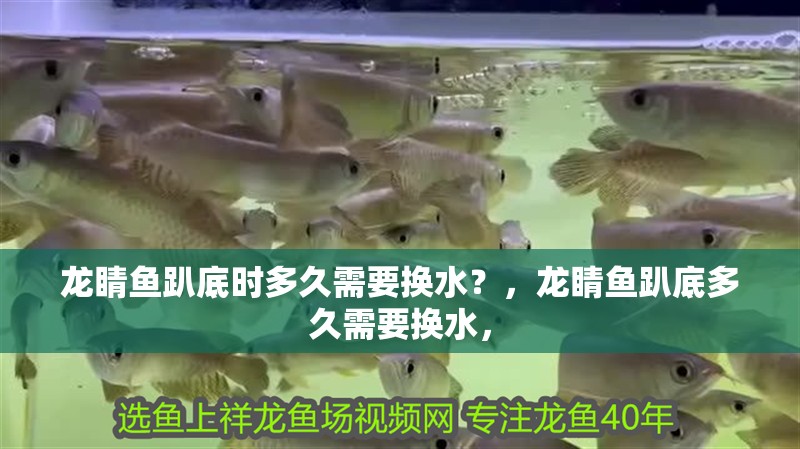 龍睛魚趴底時多久需要換水？，龍睛魚趴底多久需要換水，