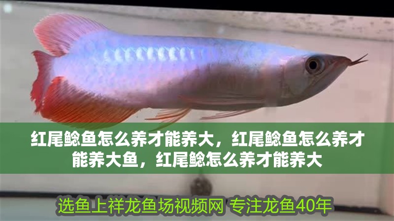 紅尾鯰魚(yú)怎么養(yǎng)才能養(yǎng)大，紅尾鯰魚(yú)怎么養(yǎng)才能養(yǎng)大魚(yú)，紅尾鯰怎么養(yǎng)才能養(yǎng)大