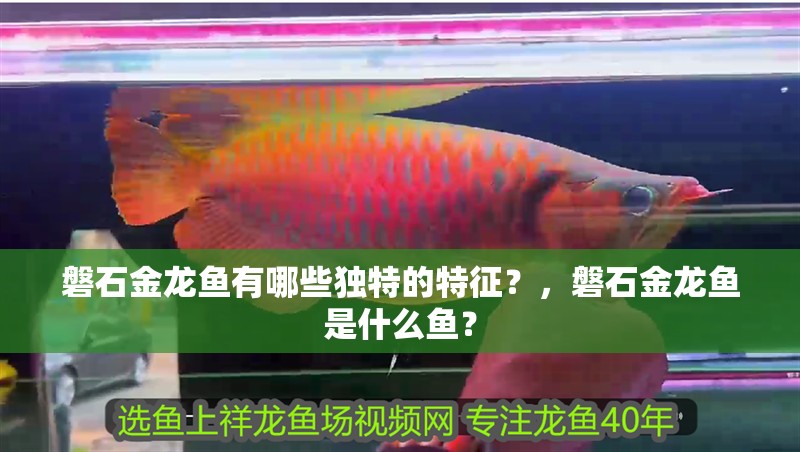 磐石金龍魚有哪些獨(dú)特的特征？，磐石金龍魚是什么魚？