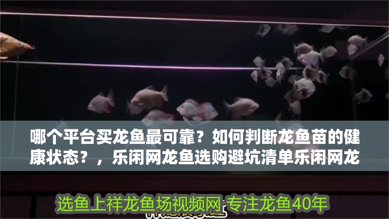 哪個平臺買龍魚最可靠？如何判斷龍魚苗的健康狀態？，樂閑網龍魚選購避坑清單樂閑網龍魚評價