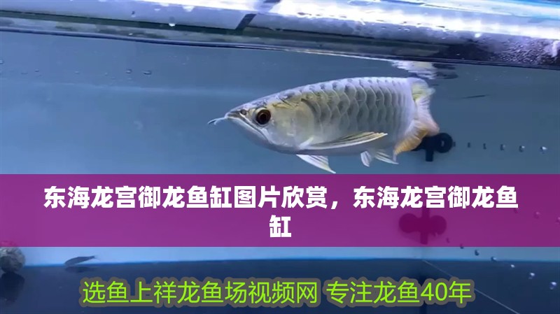 東海龍宮御龍魚缸圖片欣賞，東海龍宮御龍魚缸