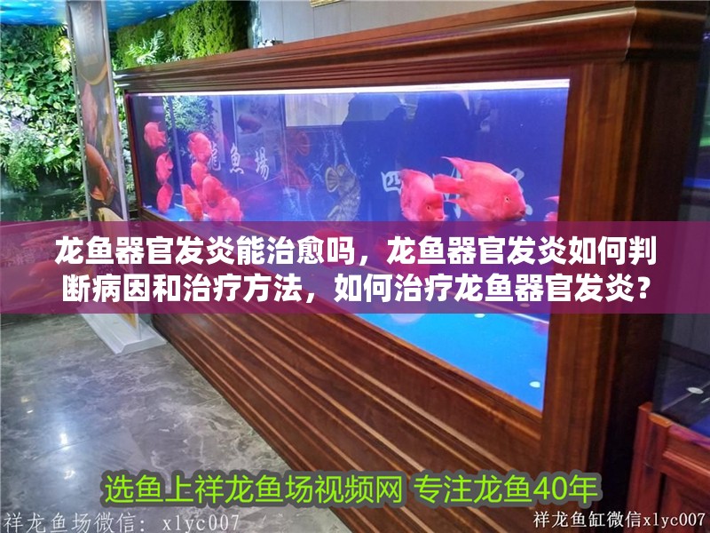 龍魚器官發炎能治愈嗎，龍魚器官發炎如何判斷病因和治療方法，如何治療龍魚器官發炎？