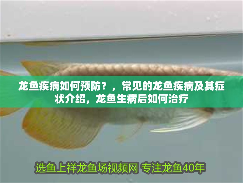 龍魚疾病如何預防？，常見的龍魚疾病及其癥狀介紹，龍魚生病后如何治療