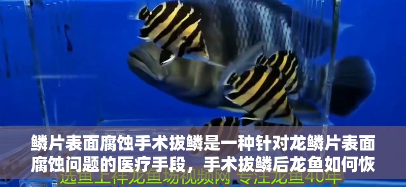鱗片表面腐蝕手術(shù)拔鱗是一種針對龍鱗片表面腐蝕問題的醫(yī)療手段，手術(shù)拔鱗后龍魚如何恢復(fù)？