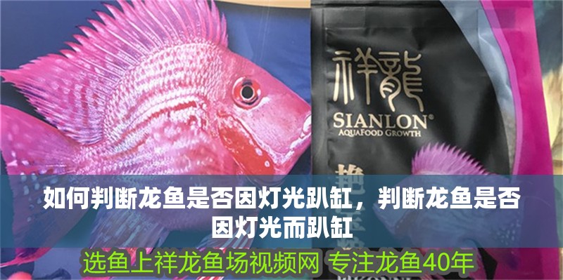 如何判斷龍魚是否因燈光趴缸，判斷龍魚是否因燈光而趴缸