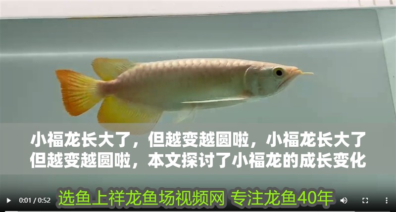 小福龍長大了，但越變越圓啦，小福龍長大了但越變越圓啦，本文探討了小福龍的成長變化