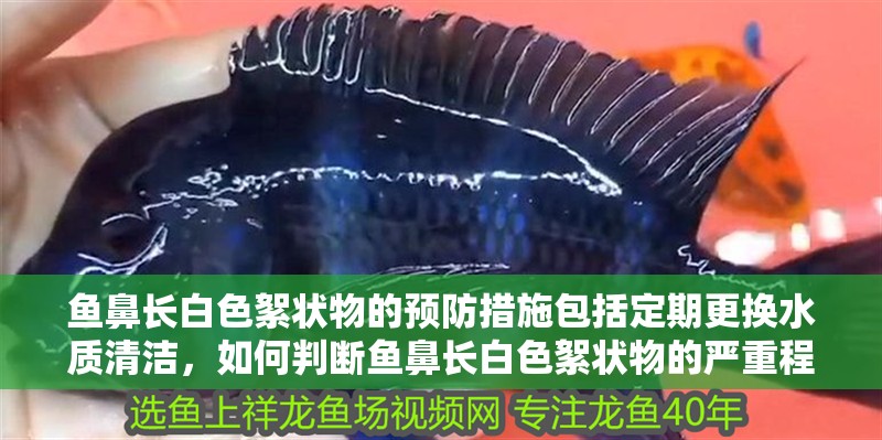 魚鼻長白色絮狀物的預防措施包括定期更換水質清潔，如何判斷魚鼻長白色絮狀物的嚴重程度？