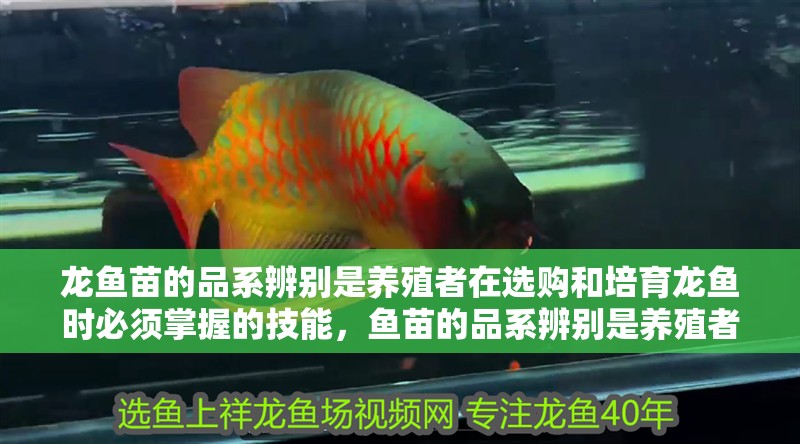龍魚苗的品系辨別是養殖者在選購和培育龍魚時必須掌握的技能，魚苗的品系辨別是養殖者在選購和培育龍魚時必須掌握的技能