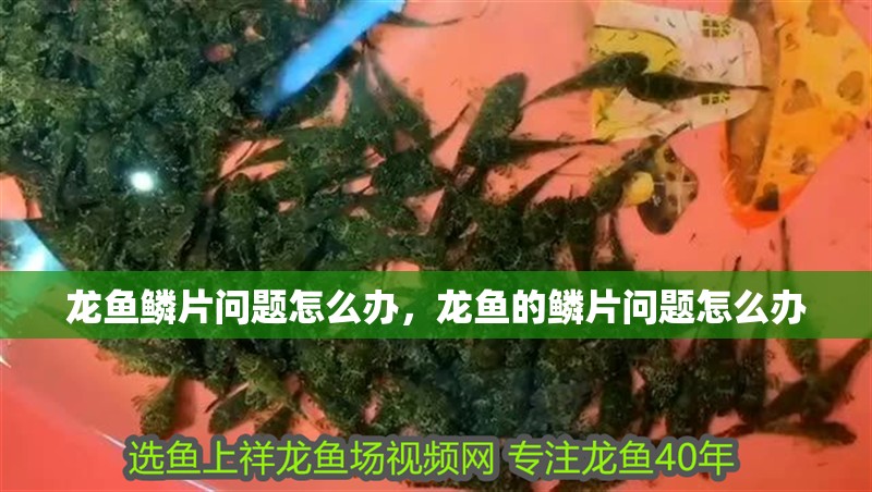 龍魚鱗片問題怎么辦，龍魚的鱗片問題怎么辦