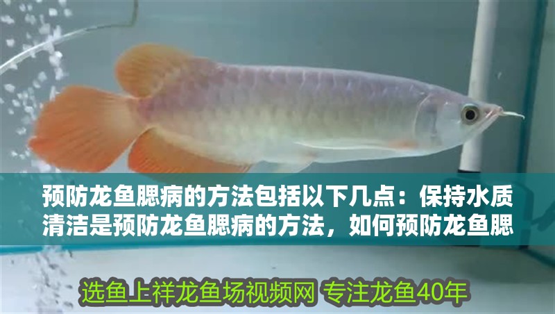 預(yù)防龍魚腮病的方法包括以下幾點(diǎn)：保持水質(zhì)清潔是預(yù)防龍魚腮病的方法，如何預(yù)防龍魚腮病
