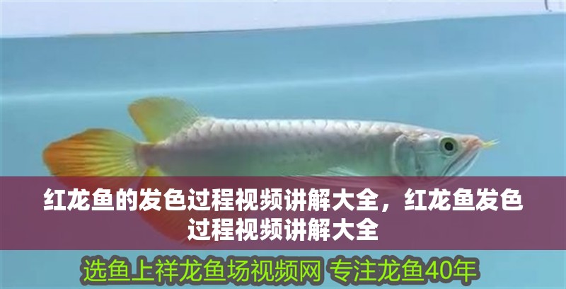 紅龍魚的發(fā)色過程視頻講解大全，紅龍魚發(fā)色過程視頻講解大全
