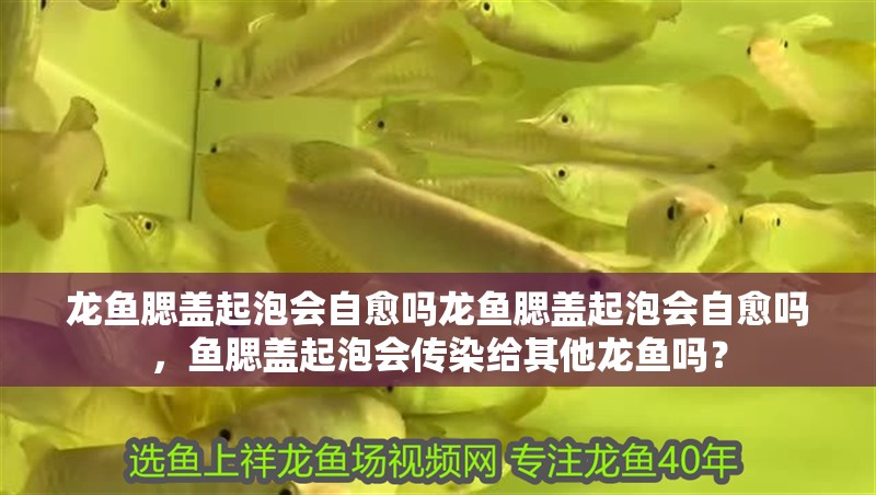 龍魚(yú)腮蓋起泡會(huì)自愈嗎龍魚(yú)腮蓋起泡會(huì)自愈嗎，魚(yú)腮蓋起泡會(huì)傳染給其他龍魚(yú)嗎？