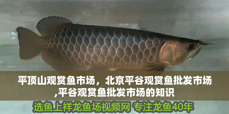 平頂山觀賞魚市場，北京平谷觀賞魚批發市場,平谷觀賞魚批發市場的知識