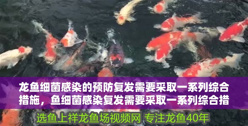 龍魚細菌感染的預防復發需要采取一系列綜合措施，魚細菌感染復發需要采取一系列綜合措施，保持水質清潔是關鍵