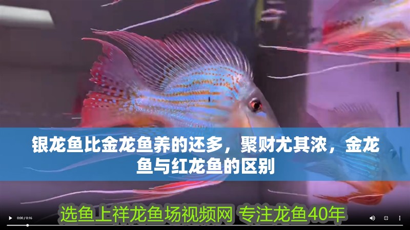 銀龍魚比金龍魚養的還多，聚財尤其濃，金龍魚與紅龍魚的區別