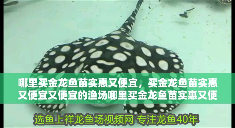 哪里買金龍魚苗實惠又便宜，買金龍魚苗實惠又便宜又便宜的漁場哪里買金龍魚苗實惠又便宜