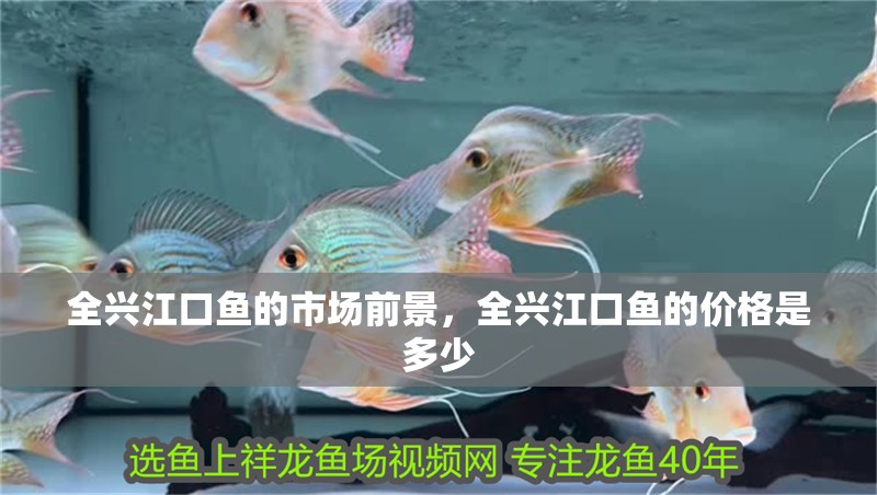 全興江口魚的市場前景，全興江口魚的價格是多少