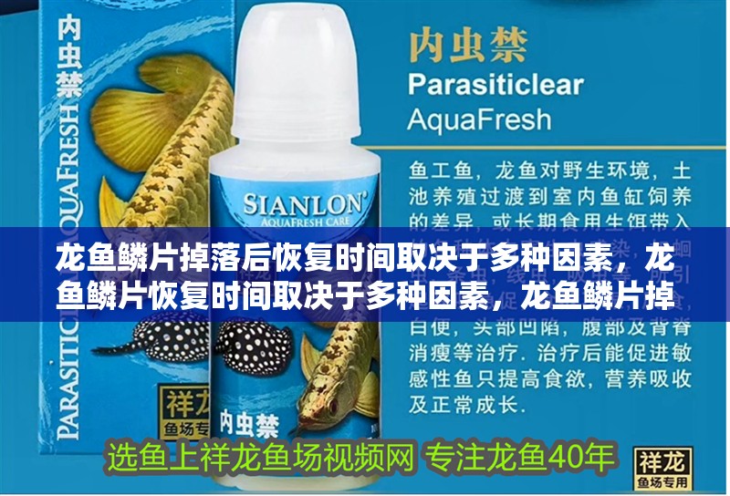 龍魚鱗片掉落后恢復時間取決于多種因素，龍魚鱗片恢復時間取決于多種因素，龍魚鱗片掉落后如何護理？