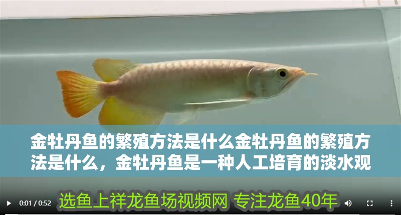 金牡丹魚(yú)的繁殖方法是什么金牡丹魚(yú)的繁殖方法是什么，金牡丹魚(yú)是一種人工培育的淡水觀賞魚(yú)
