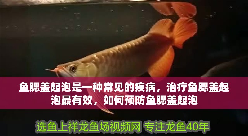 魚腮蓋起泡是一種常見的疾病，治療魚腮蓋起泡最有效，如何預防魚腮蓋起泡