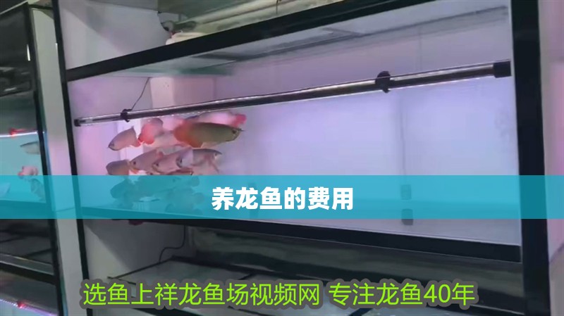 養龍魚的費用