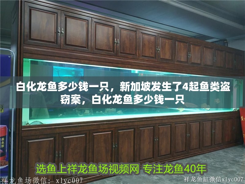 白化龍魚多少錢一只，新加坡發生了4起魚類盜竊案，白化龍魚多少錢一只