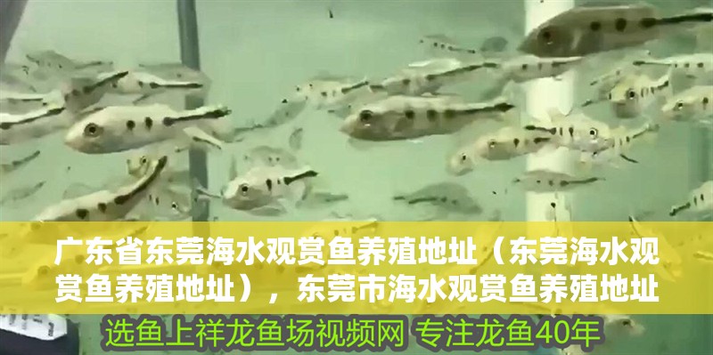 廣東省東莞海水觀賞魚養殖地址（東莞海水觀賞魚養殖地址），東莞市海水觀賞魚養殖地址