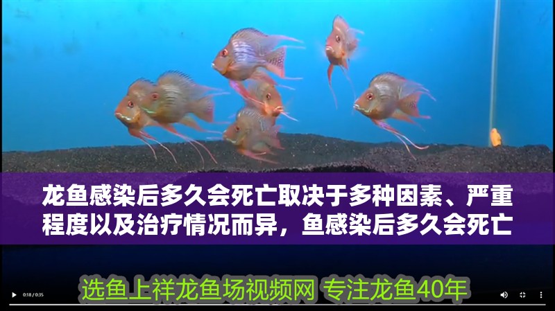 龍魚感染后多久會(huì)死亡取決于多種因素、嚴(yán)重程度以及治療情況而異，魚感染后多久會(huì)死亡