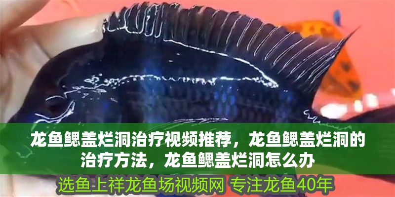 龍魚鰓蓋爛洞治療視頻推薦，龍魚鰓蓋爛洞的治療方法，龍魚鰓蓋爛洞怎么辦