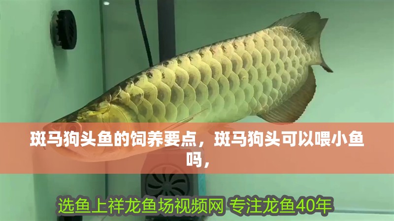 斑馬狗頭魚的飼養要點，斑馬狗頭可以喂小魚嗎，