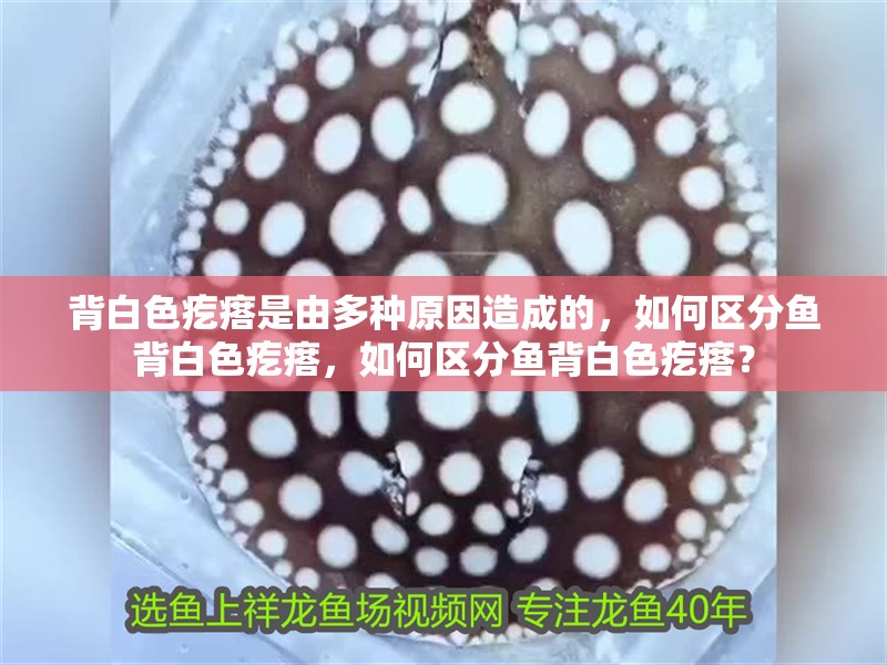 背白色疙瘩是由多種原因造成的，如何區分魚背白色疙瘩，如何區分魚背白色疙瘩？