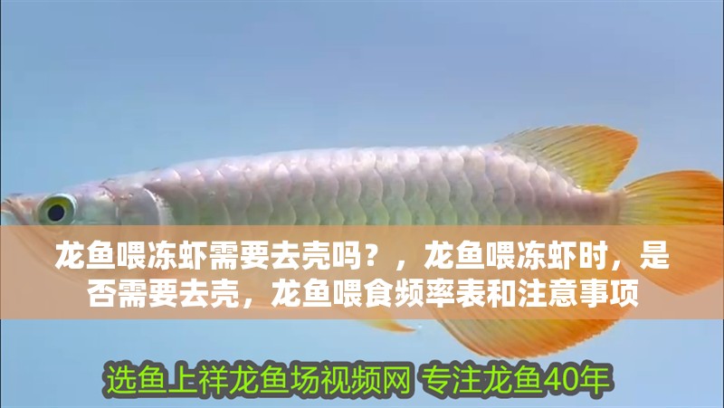 龍魚喂凍蝦需要去殼嗎？，龍魚喂凍蝦時(shí)，是否需要去殼，龍魚喂食頻率表和注意事項(xiàng)