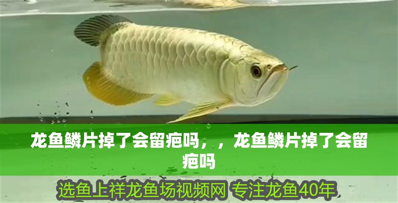 龍魚鱗片掉了會留疤嗎，，龍魚鱗片掉了會留疤嗎